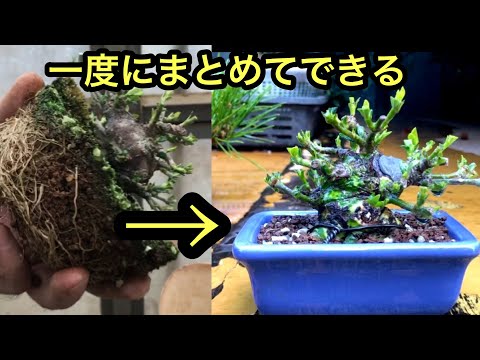 Видео: Пересадка бонсай гардении и обрезка листьев и ветвей, которые можно сделать сразу ・ Yajimaen @