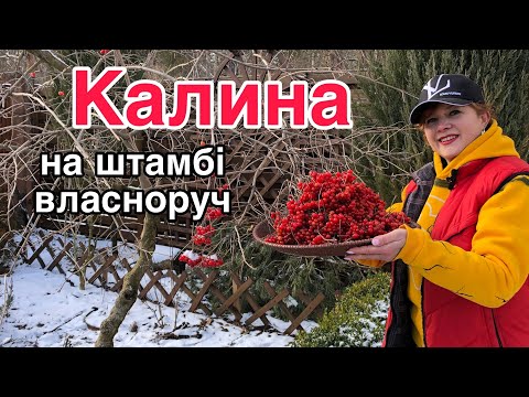 Видео: Калина.СУПЕР СОРТ на штамбі.Солодка.Кущ чи дерево?