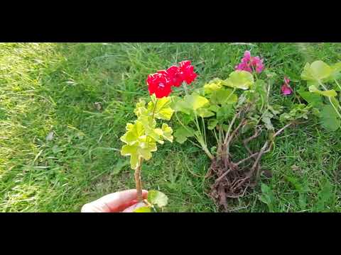 Видео: Забираю герань домой из сада осенью...