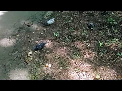 Видео: Путешествие по лесу