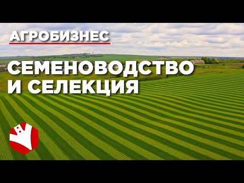 Видео: Семеноводство и селекция | Агробизнес