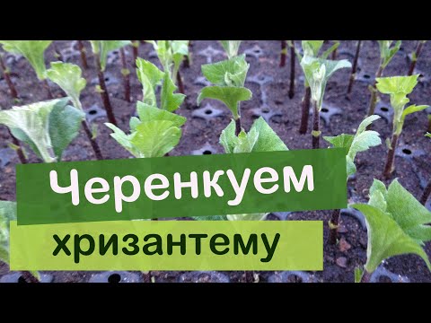 Видео: Черенкование крупноцветковой  хризантемы