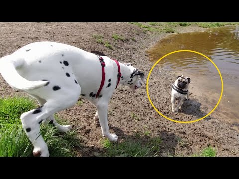 Видео: Стая СОБАК !!! Мопс. Как выгуливать собаку.