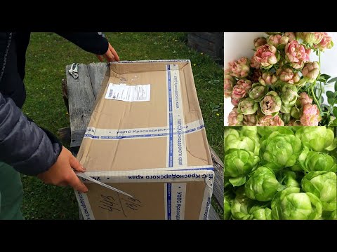 Видео: Посылка с розами из питомника Александра! Заказ на осень 2021 - распаковка и обзор роз.