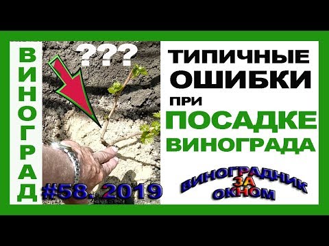 Видео: 🍇 Три типичные ОШИБКИ начинающих виноградарей. Посадка винограда. Обрезка саженцев.