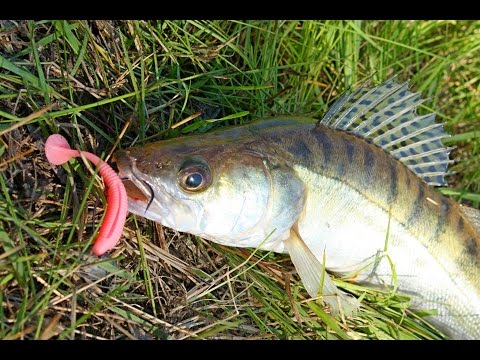 Видео: Рыбалка на Десне. Джиговая ловля судака.