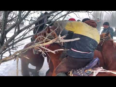 Видео: 89 дардын Аламан улагы | Алай, Гүлчө 05.01.2025