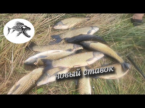 Видео: новый ставок НОВО АНТОНОВКА  амур и день рыбака