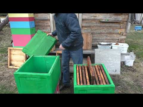 Видео: 100% от РОЕНИЯ ПЧЁЛ и от ТРУТОВКИ