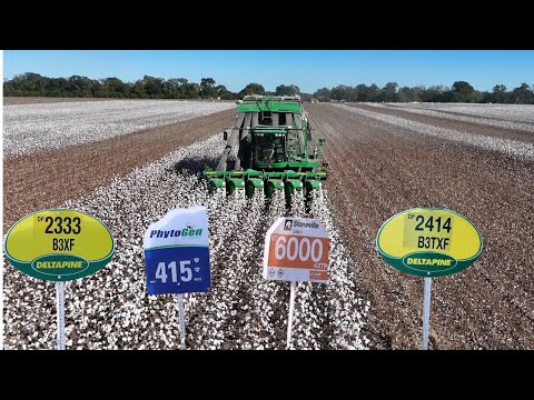 Видео: Сбор 10 различных видов хлопка