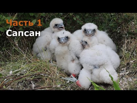 Видео: Ямбург: соколиное место рождения. Часть 1. Сокол-сапсан.