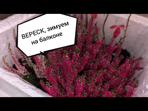 Видео: 20 октября 2025 г.Верески есть, а посадить не удалось. Что делаю Я