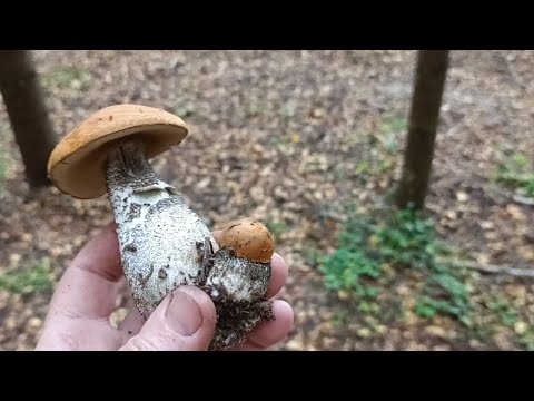 Видео: Тихая охота продолжается.