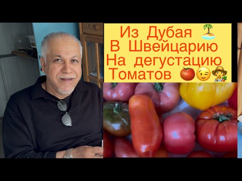 Видео: ИЗ ДУБАЯ 🏝️ В ШВЕЙЦАРИЮ НА ДЕГУСТАЦИЮ 🍅 ТОМАТОВ 🍅😉👩‍🌾