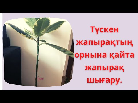 Видео: Түсіп қалған жапырақтың орнына жапырақ қалай шығарамыз?Гүлдерді емдеп,жазу.Үй гүлдерін әдемі өсіру.