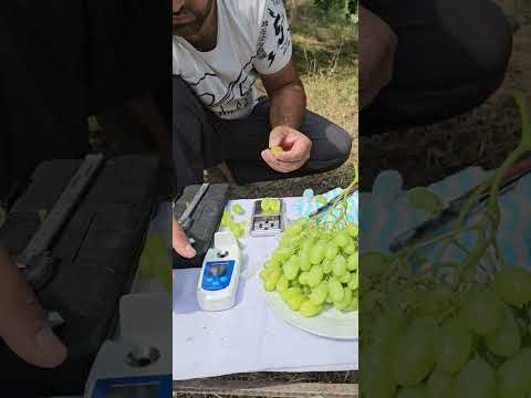 Видео: Кишмиш  Джавелин (Арра30) +992908819281 WhatsApp