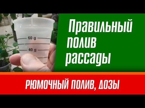 Видео: Как  правильно поливать рассаду помидор после пикировки. Надежный способ от профессионалов.