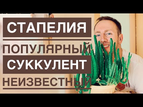 Видео: ОСТОРОЖНО, СТАПЕЛИЯ! СУККУЛЕНТ ВОНЯЕТ ТУХЛЫМ МЯСОМ. ПЕРЕСАДКА И УХОД.