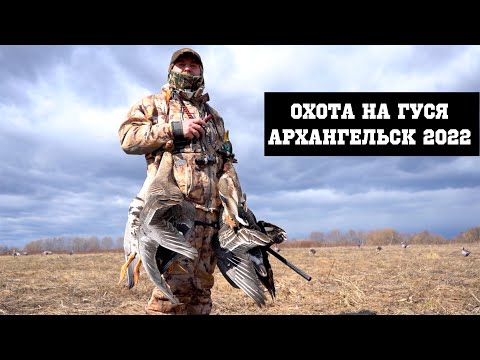Видео: Охота на гуся в Архангельске