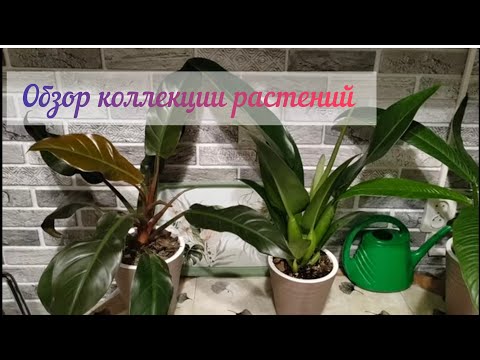 Видео: #растения дома#Обзор моей коллекции Часть 2#Кухня