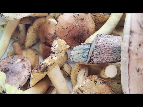 Видео: В лес по грибы 🍄🍄‍🟫 🍄 Получили массу адрианалина..