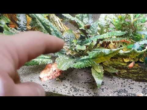 Видео: Мой домашний аквариум 300 литров