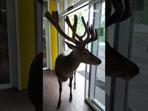 Видео: Олень Борис прийшов в магазин по яблука. Boris the deer came to the store to get apples. #shorts