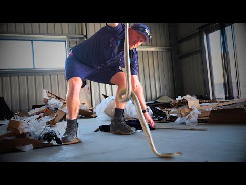 Видео: Вторая самая ядовитая змея (пойманная на месте преступления)