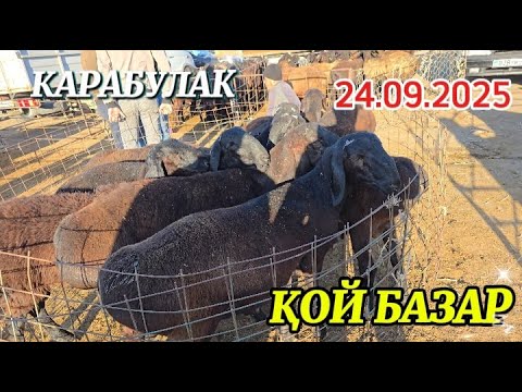 Видео: ҚОЙ БАЗАР / ҚАРАБҰЛАҚ МАЛ БАЗАР