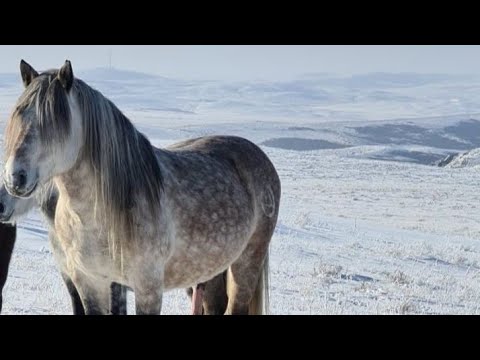Видео: Қоянкөк тұлпар  ( 2-бөлім)