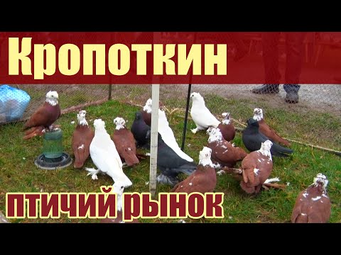 Видео: Птичий рынок. Кропоткин. Часть 4. [27.02.2022]