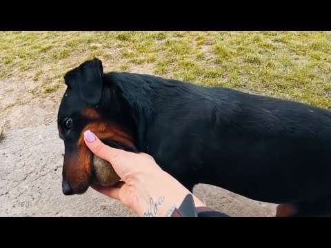 Видео: Ягдтерьер Рэм.Прошло 4 года.Из личного опыта о породе,характере и т.д.