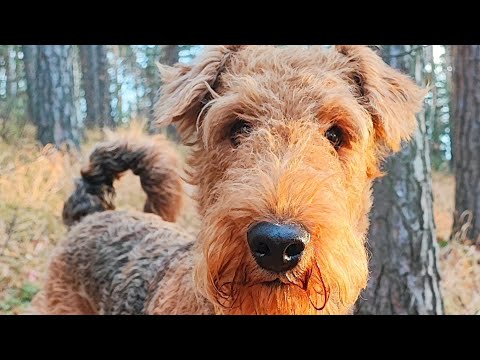 Видео: Честный разговор об "Идеальной собаке"