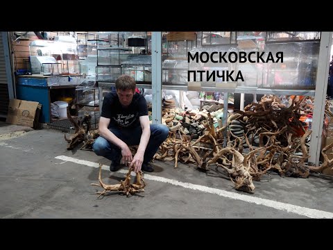 Видео: Московская Птичка. Разводня элитной рыбы. Пруды. Растения