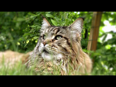 Видео: Кот Вилли и Белые лебеди ночью