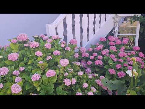 Видео: Спасибо соседям.А говорят что нету рая на земле.3.07.25.