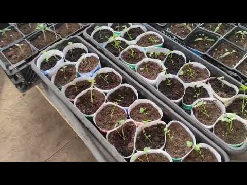 Видео: Томаты без пикировки. Томаты переохладились - чем подкормить?