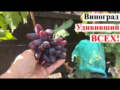 Видео: ДЖОКЕР – Виноград БЕСТСЕЛЛЕР, который УДИВИЛ ВСЕХ! 🍇🔥