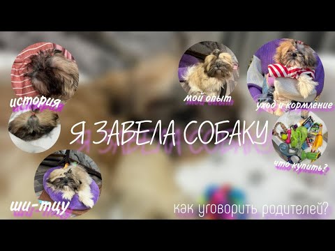 Видео: Я ЗАВЕЛА СОБАКУ | ИСТОРИЯ | ЧТО КУПИТЬ ДЛЯ ЩЕНКА | КАК УГОВОРИТЬ РОДИТЕЛЕЙ ЗАВЕСТИ СОБАКУ | Ши-тцу