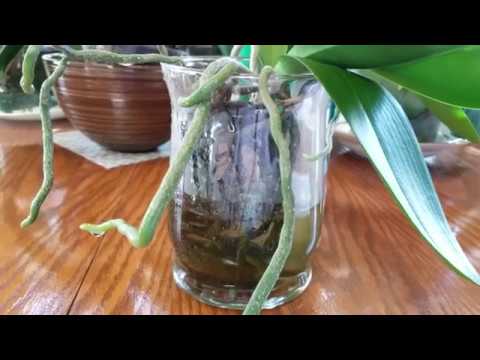 Видео: Водная культура для орхидей фаленопсис: хороший ли это метод долгосрочного выращивания? С моей то...