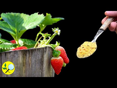 Видео: 🍓Как ухаживать за клубникой осенью? Обновление субстрата, обрезка листьев, Муравьи...