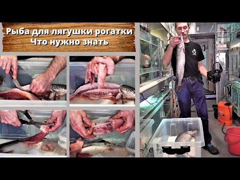 Видео: Рыба для лягушки рогатки: Что нужно знать? Fish for Pacman frog. Engl subs