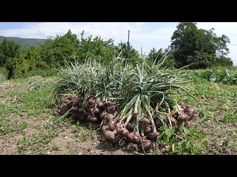 Видео: Уборка урожая ялтинского лука