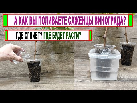 Видео: 🍇 А вы тоже ТАК ПОЛИВАЕТЕ САЖЕНЦЫ ВИНОГРАДА? Почему погибли саженцы винограда?
