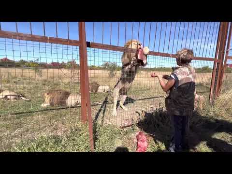 Видео: 6 дней ДО СУДА! Леокадия не знает КАК будет заводить львов при похолодании!