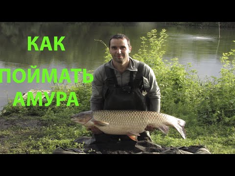 Видео: Ловля белого амура. Как поймать амура. Карпфишинг на дикаре.