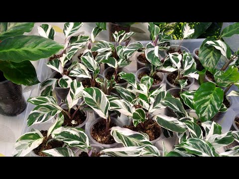 Видео: Калатея Фьюжен Вайт / Calathea Fusion White и немного фиалок полюбоваться