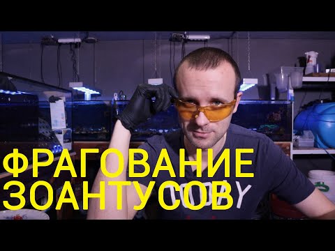 Видео: Фрагование зоантусов.