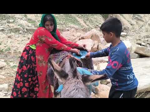 Видео: «Проблемы семьи Латиф на диком пастбище: вода, дрова и опасности ночи!»