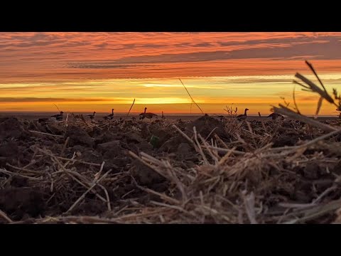 Видео: Охота на гуся. Полный Штиль. Тысячи птиц в небе! #мц #охота #гусь #утка #охотамоёхобби